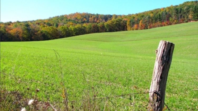 Concurs de granturi pentru primării. Străinii compensează 100% investițiile la înființarea pășunilor