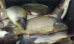 „Pește fără documente”! Un bărbat de 28 de ani a încercat să scoată din țară două butelii a câte 200 l de pește