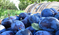 Rusia lui Putin decimată de sancțiunile internaționale s-a răzgândit. Permite importul de fructe din Moldova