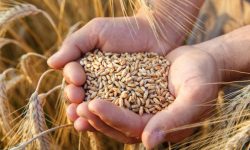 Bulgaria va cumpăra 1,1 milioane de tone de grâu de la producătorii locali. Bugetul alocat