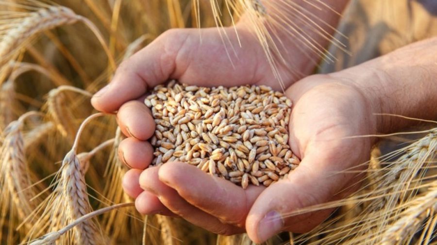 Bulgaria va cumpăra 1,1 milioane de tone de grâu de la producătorii locali. Bugetul alocat