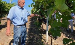 (VIDEO) Istorii de succes! Uniunea Europeană susține crearea și dezvoltarea clusterelor în regiunile Cahul și Ungheni