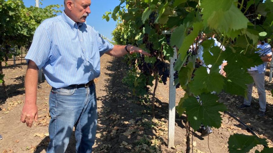 (VIDEO) Istorii de succes! Uniunea Europeană susține crearea și dezvoltarea clusterelor în regiunile Cahul și Ungheni