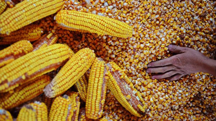 Ucraina face primele exporturi de cereale cu trenul spre Europa