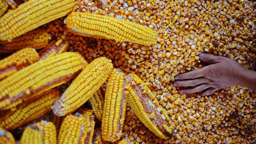 Ucraina face primele exporturi de cereale cu trenul spre Europa