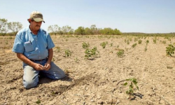 CSE deschide punga: despăgubiri de 100 milioane lei pentru agricultori