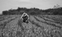 Guvernul dă din visterie! Sume fabuloase acordate fermierilor. Executivul sporește accesul la subvenții