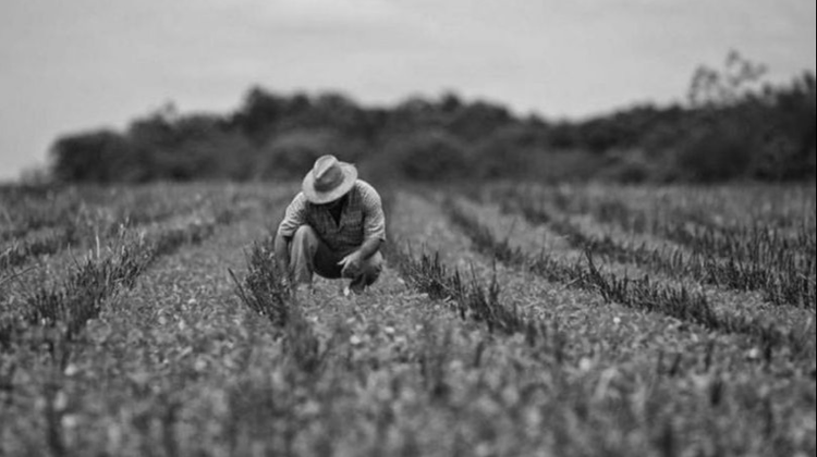 Guvernul dă din visterie! Sume fabuloase acordate fermierilor. Executivul sporește accesul la subvenții