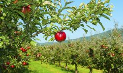 Livezile pomicole vor putea fi defrișate în baza deciziei proprietarului. Proceduri mai simple și accesibile