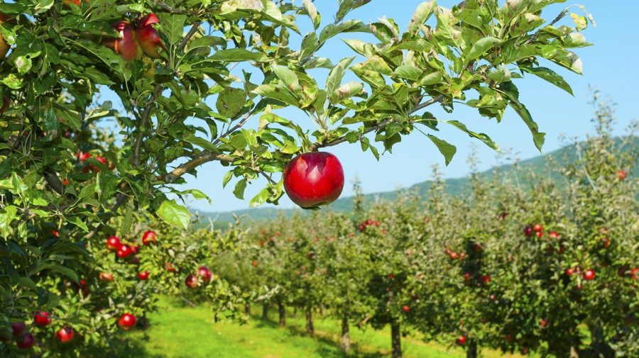 Livezile pomicole vor putea fi defrișate în baza deciziei proprietarului. Proceduri mai simple și accesibile