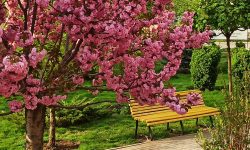 (FOTO) Paradis roz: Într-un parc din orașul Comrat a înflorit Sakura. Oamenii au profitat de ziua cu soare