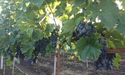 Afacerea struguri de masă: Moldova, fruntașă la producție, dar deocamdată codașă la export