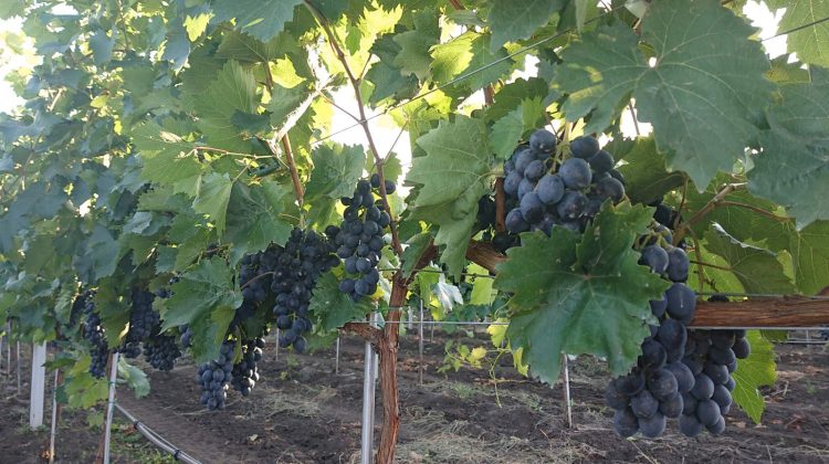 TOP 10 soiuri de struguri cultivați în Republica Moldova. Aligote – primul pe listă