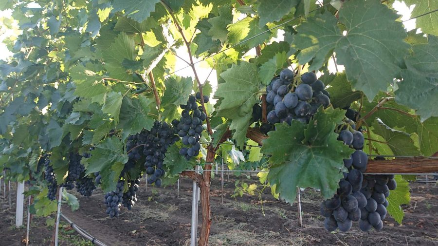 Afacerea struguri de masă: Moldova, fruntașă la producție, dar deocamdată codașă la export