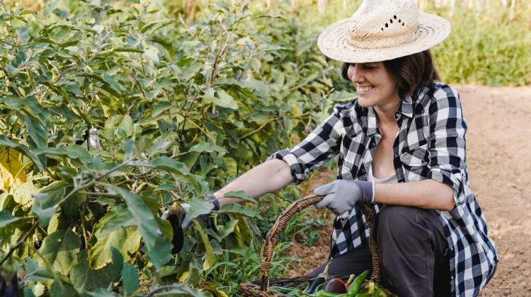 Eveniment pentru angajatorii și studenții din domeniul agricol. Va fi organizat un târg al locurilor de muncă