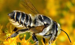 Mesaj pentru fermieri și apicultori de la ANSA. Obligațiile fiecăruia pentru a evita intoxicarea albinelor