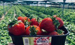 (FOTO) Îți lasă gura apă: A început recoltarea căpșunilor autohtoni din sere