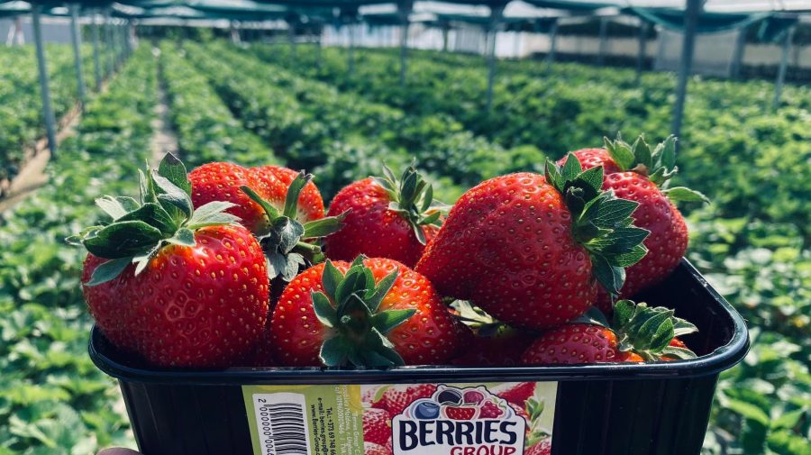 (FOTO) Îți lasă gura apă: A început recoltarea căpșunilor autohtoni din sere