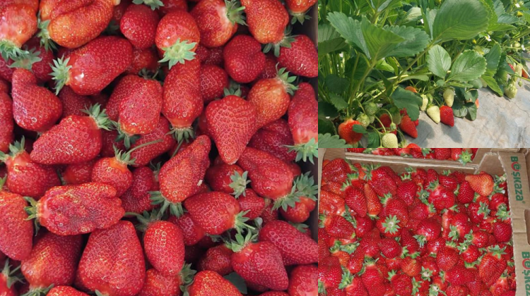 Un deliciu pentru zilele toride! Pomușoarele savuroase preferate de moldoveni