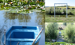 (FOTO) Au înflorit nuferii! Când se deschid spațiile pentru vizitatori: preț pentru vizite și plimbări cu barca