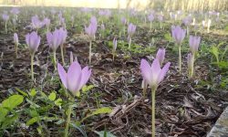 (FOTO) Toamna „roz” de la Bardar. Au înflorit brândușele