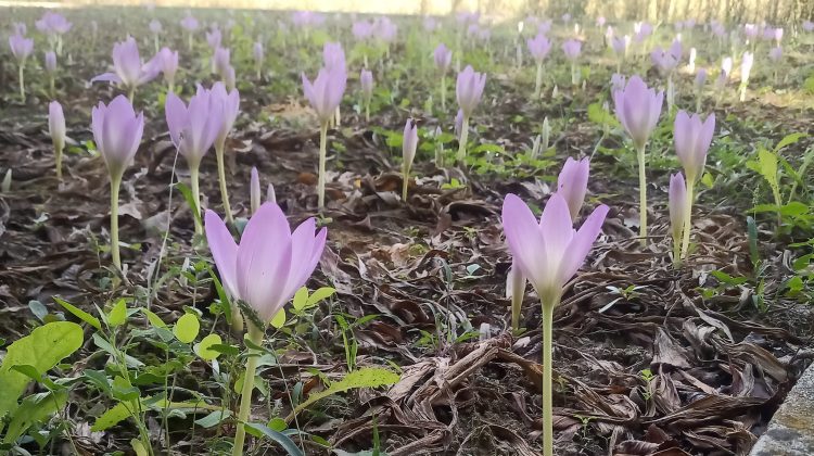 (FOTO) Toamna „roz” de la Bardar. Au înflorit brândușele