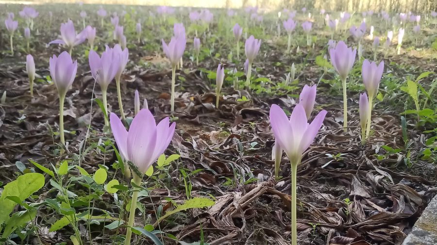 (FOTO) Toamna „roz” de la Bardar. Au înflorit brândușele