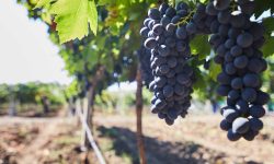 Exportul de struguri e în toi. Cât de profitabile sunt vânzările
