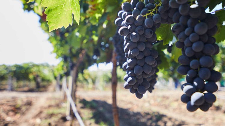 Exportul de struguri e în toi. Cât de profitabile sunt vânzările