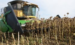 Recoltă mai scăzută de floarea soarelui și porumb în Ucraina