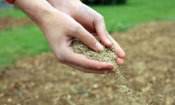 Succesele militare ale Ucrainei ar putea crește suprafața însămânțată cu cereale