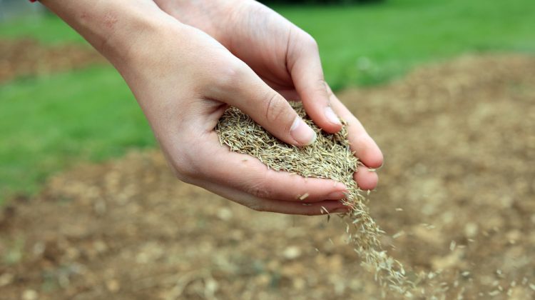 Succesele militare ale Ucrainei ar putea crește suprafața însămânțată cu cereale