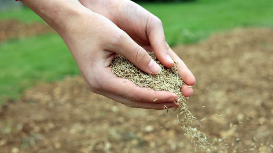 Succesele militare ale Ucrainei ar putea crește suprafața însămânțată cu cereale