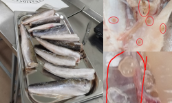(FOTO) De necrezut! ANSA a depistat un lot de 26 tone de pește infectat cu paraziți