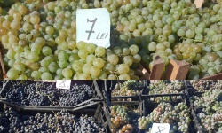 (FOTO) Strugurii pentru vin sunt la mare căutare! De unde să cumperi și cât costă
