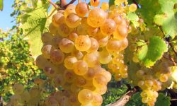 (VIDEO) Sezon deschis la producerea vinului! Cât costă strugurii pentru vin și unde îi găsiți