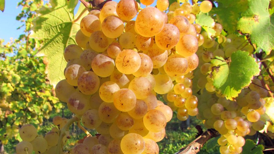 (VIDEO) Sezon deschis la producerea vinului! Cât costă strugurii pentru vin și unde îi găsiți