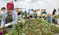 Turcia trimite 13 tone de flori în Marea Britanie pentru funeraliile reginei Elisabeta a II-a