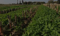 (VIDEO) Un start-up belgian plătește fermierii pentru carbonul captat în pământ