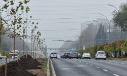 Campania de plantare a arborilor este în plină desfășurare la Chișinău! Lista adreselor unde vor fi sădiți copaci