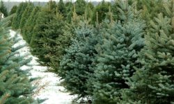 Vin sărbătorile! Pe 1 decembrie începe comercializarea brazilor naturali. Unde se vor vinde