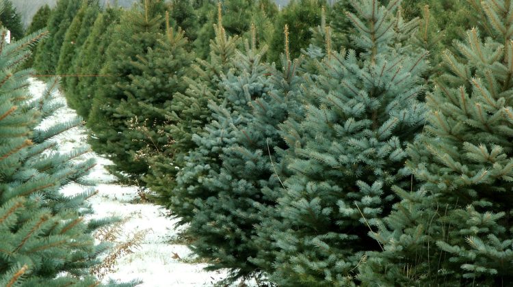 Vin sărbătorile! Pe 1 decembrie începe comercializarea brazilor naturali. Unde se vor vinde