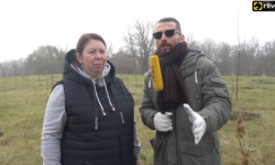 (VIDEO) În Capitală a început Campania de plantare a arborilor. Victoria Covali: Vor fi plantați circa 11 mii de puieți