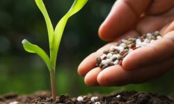 Îngrășămintele devin lux! Importurile s-au prăbușit cu 33%, fermierii reduc dozele