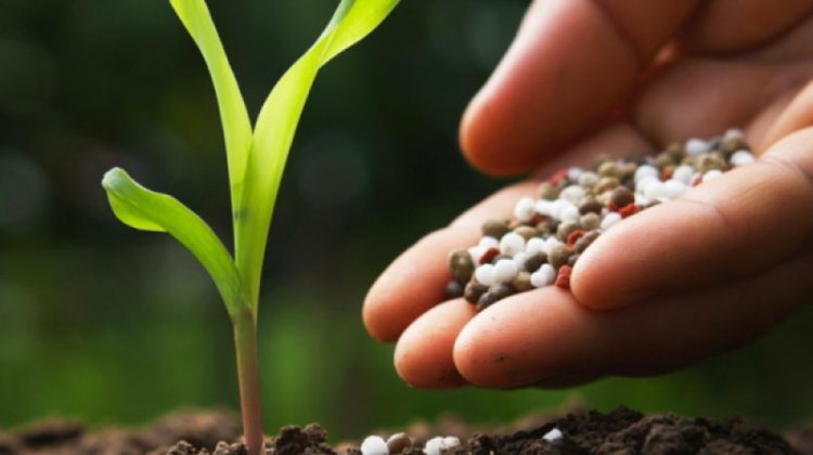 Îngrășămintele devin lux! Importurile s-au prăbușit cu 33%, fermierii reduc dozele