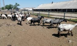 Ciobani din Bangladesh în „Țara Mioriței”. Soluția de avarie aleasă de fermieri