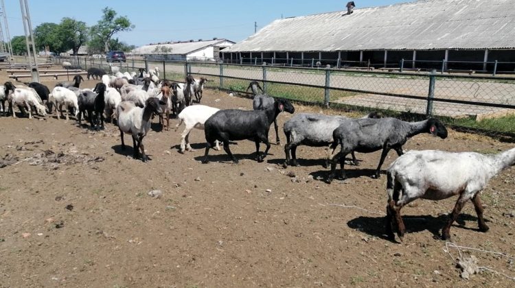 Ciobani din Bangladesh în „Țara Mioriței”. Soluția de avarie aleasă de fermieri