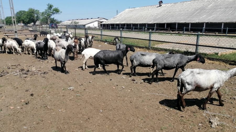 Ciobani din Bangladesh în „Țara Mioriței”. Soluția de avarie aleasă de fermieri