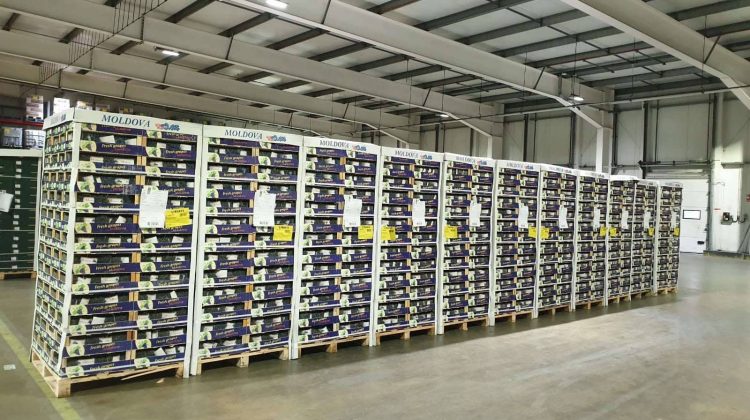 (FOTO) Strugurii din Republica Moldova au ajuns și în Marea Britanie. Câte tone s-au exportat