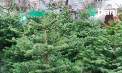 (FOTO) În sectoarele Capitalei a început comercializarea brazilor naturali. Află cât costă